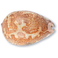 3. Cowrie Shell