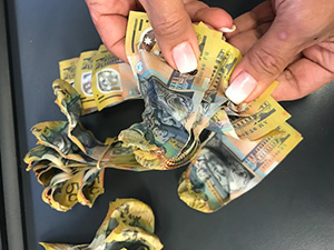 Hands holding heat damaged $50 banknotes with the ends of the banknotes shrunken by heat. The background shows more heat shrunk $50 banknotes tied with an elastic band.
