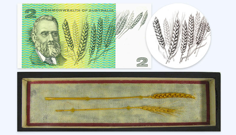 Photo of the back of the $2 green paper note, with a drawing in black of William Farrer on the left and a drawing in black of wheat to the right. The number 2 appears in black on the top left-hand and bottom right-hand corner of the note. Next to the note is a closeup insert of the wheat drawing and below the note is an image of two samples of wheat placed horizontally on white linen and encased in a wooden case with a glass top.